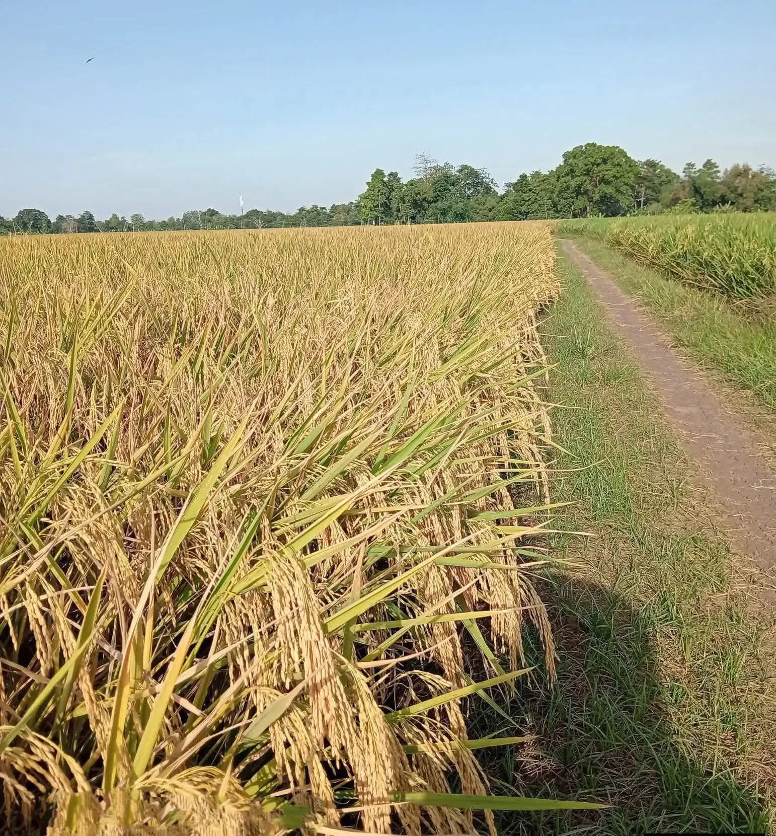 Fields